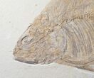 Large, Phareodus Fish Fossil - Wyoming #12656-2